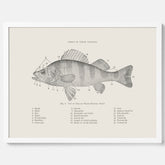 Abborre poster No.2 – Fiskposter – Plansch med fisk, kökstavla, köksposter, poster till kök