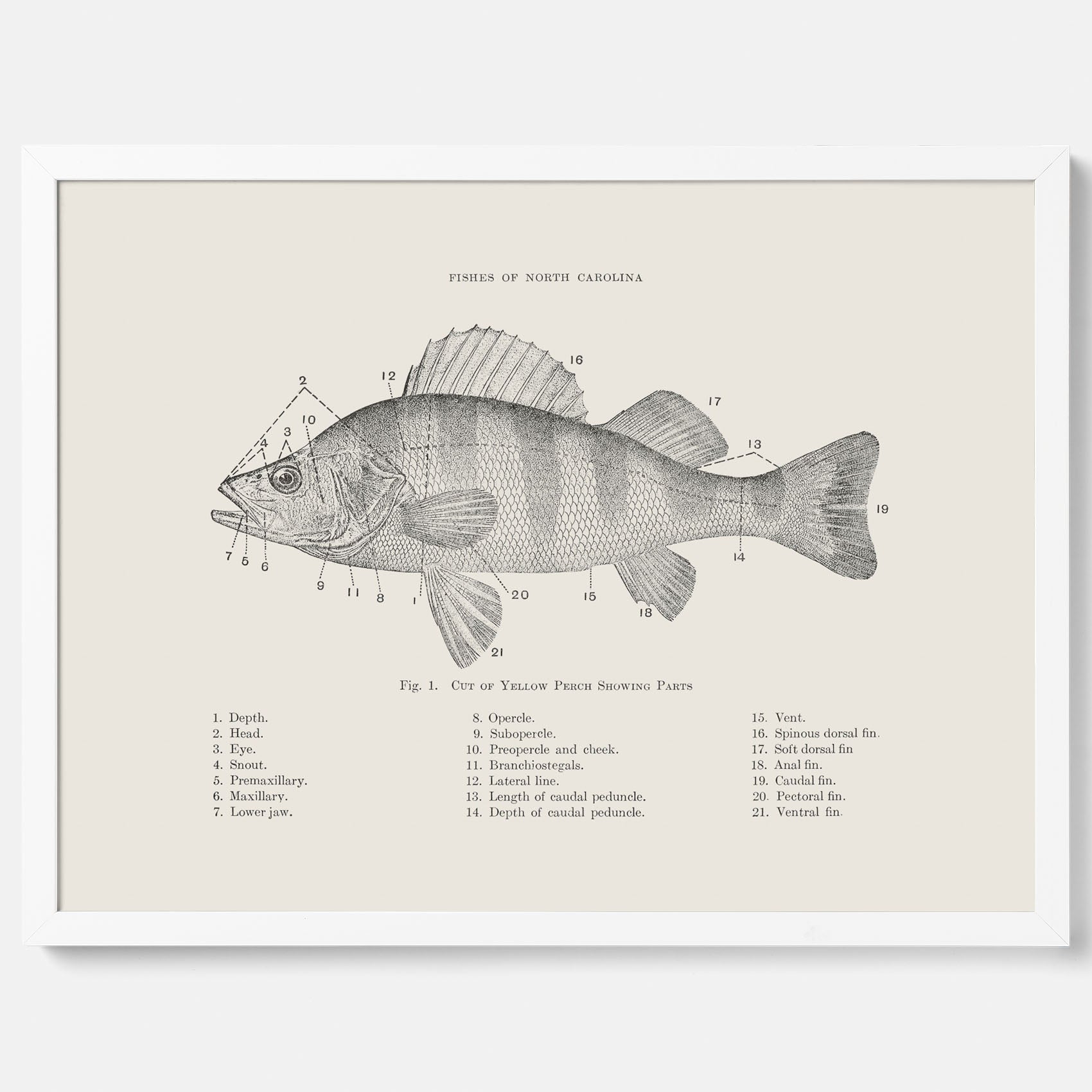 Abborre poster No.2 – Fiskposter – Plansch med fisk, kökstavla, köksposter, poster till kök