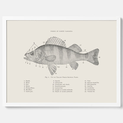 Abborre poster No.2 – Fiskposter – Plansch med fisk, kökstavla, köksposter, poster till kök