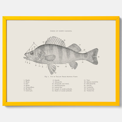 Abborre poster No.2 – Fiskposter – Plansch med fisk, kökstavla, köksposter, poster till kök