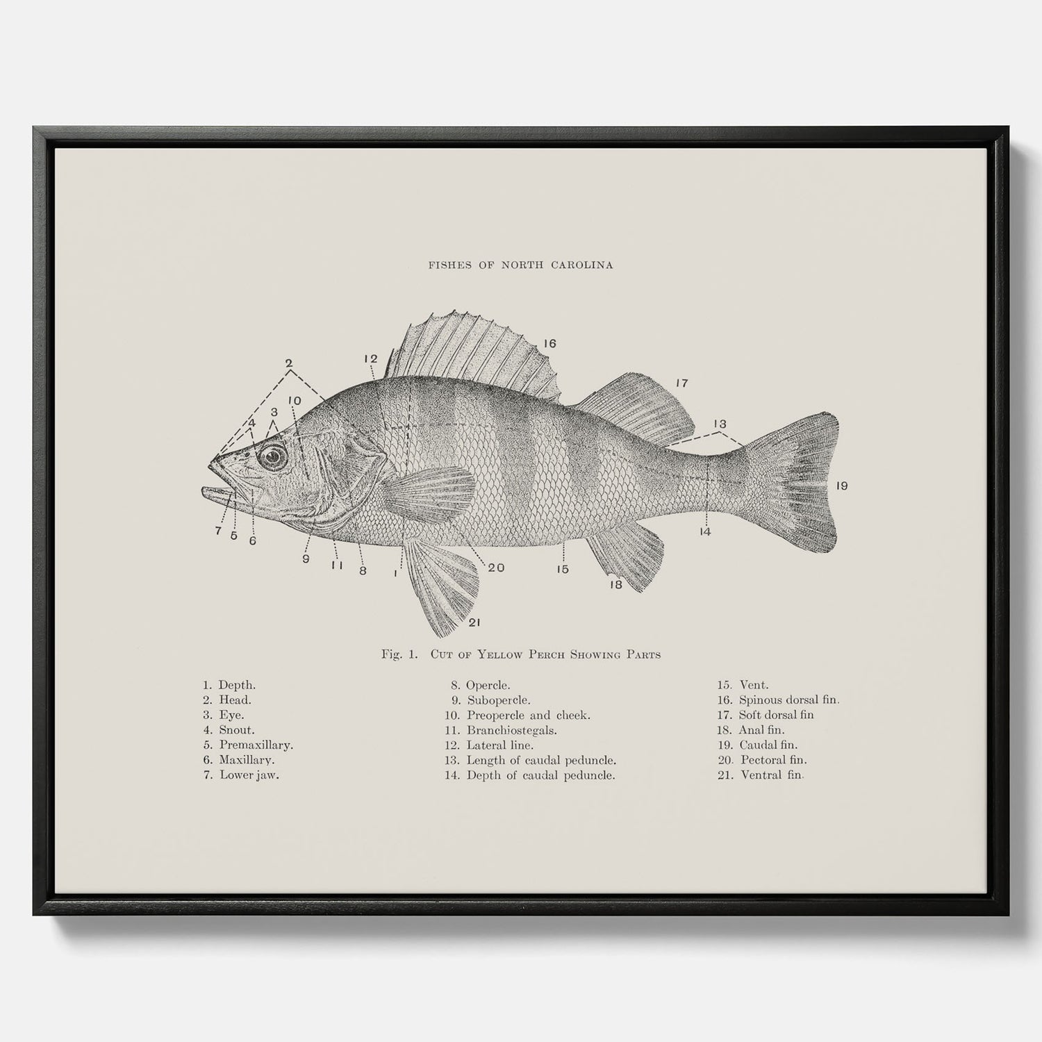 Canvas med Abborre poster No.2 – Fiskposter – Plansch med fisk, kökstavla, köksposter, poster till kök