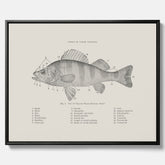 Canvas med Abborre poster No.2 – Fiskposter – Plansch med fisk, kökstavla, köksposter, poster till kök