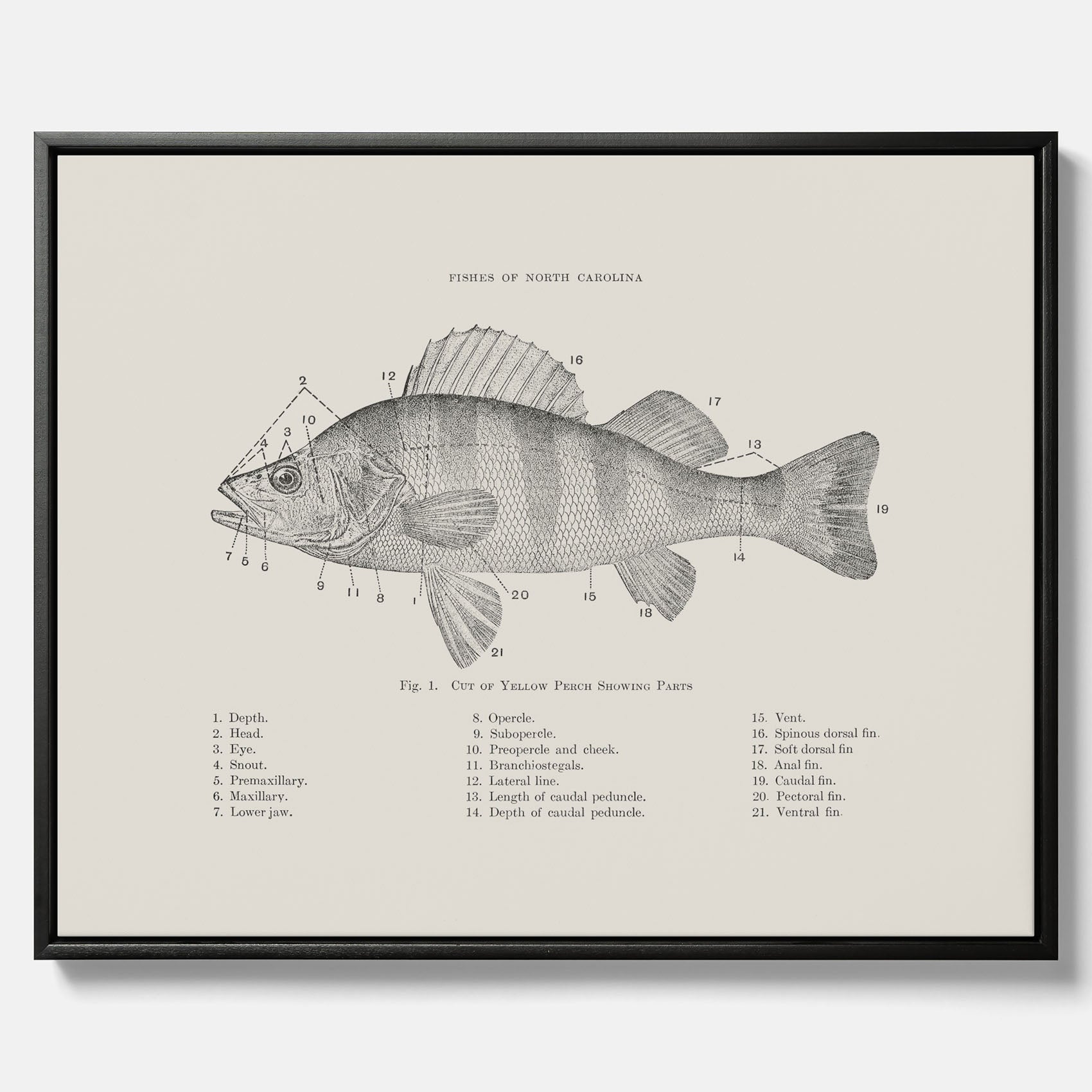 Canvas med Abborre poster No.2 – Fiskposter – Plansch med fisk, kökstavla, köksposter, poster till kök