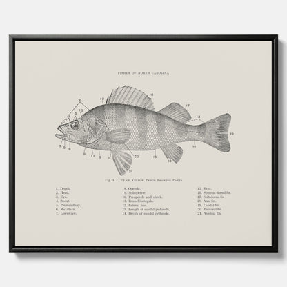 Canvas med Abborre poster No.2 – Fiskposter – Plansch med fisk, kökstavla, köksposter, poster till kök