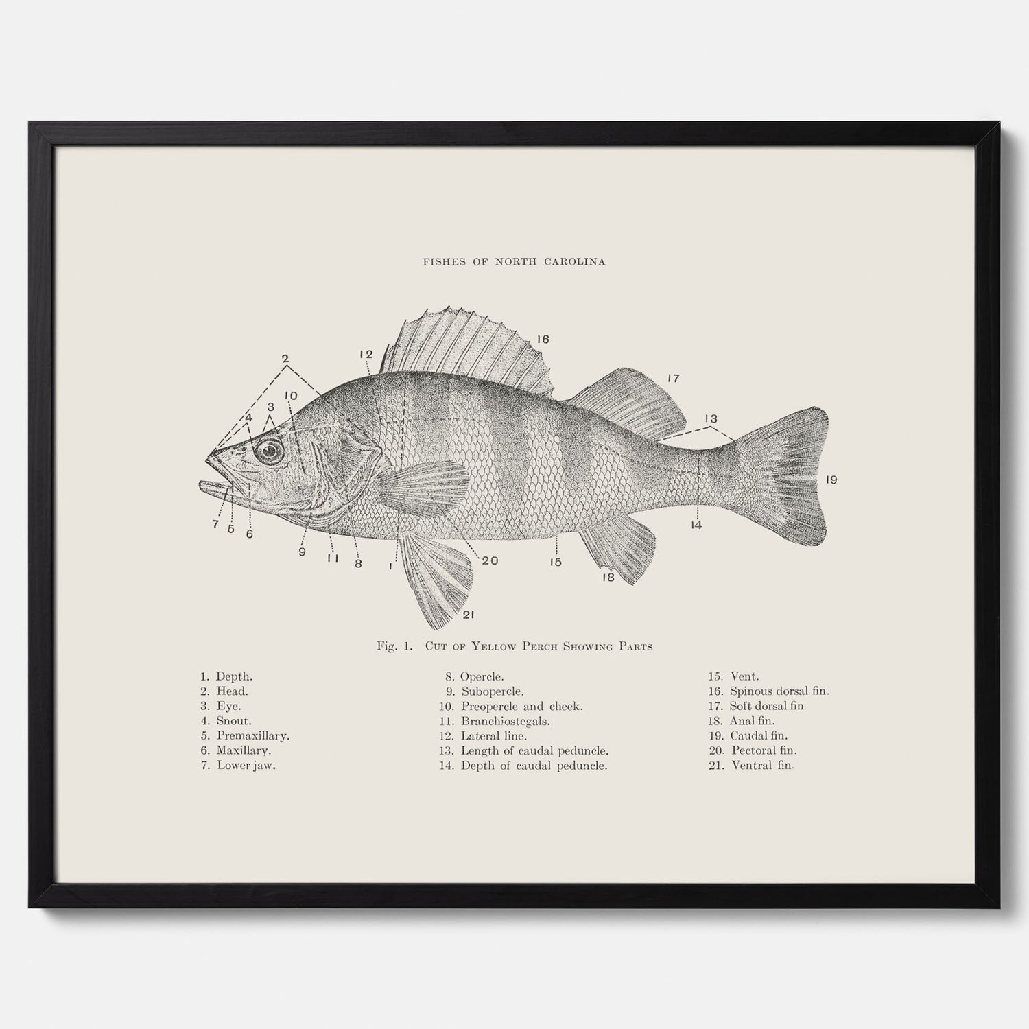Abborre poster No.2 – Fiskposter – Plansch med fisk, kökstavla, köksposter, poster till kök