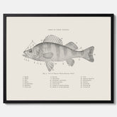 Abborre poster No.2 – Fiskposter – Plansch med fisk, kökstavla, köksposter, poster till kök