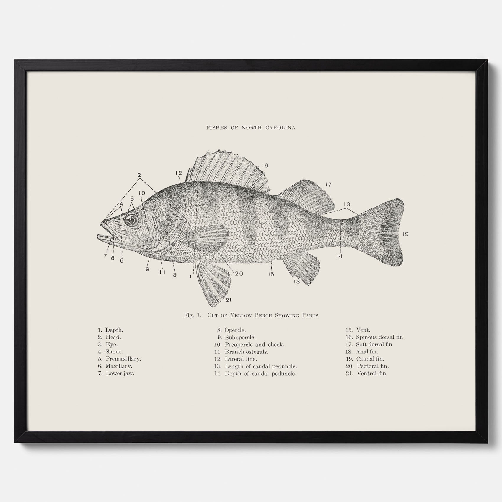 Abborre poster No.2 – Fiskposter – Plansch med fisk, kökstavla, köksposter, poster till kök