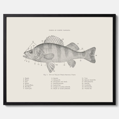 Abborre poster No.2 – Fiskposter – Plansch med fisk, kökstavla, köksposter, poster till kök