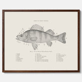 Abborre poster No.2 – Fiskposter – Plansch med fisk, kökstavla, köksposter, poster till kök