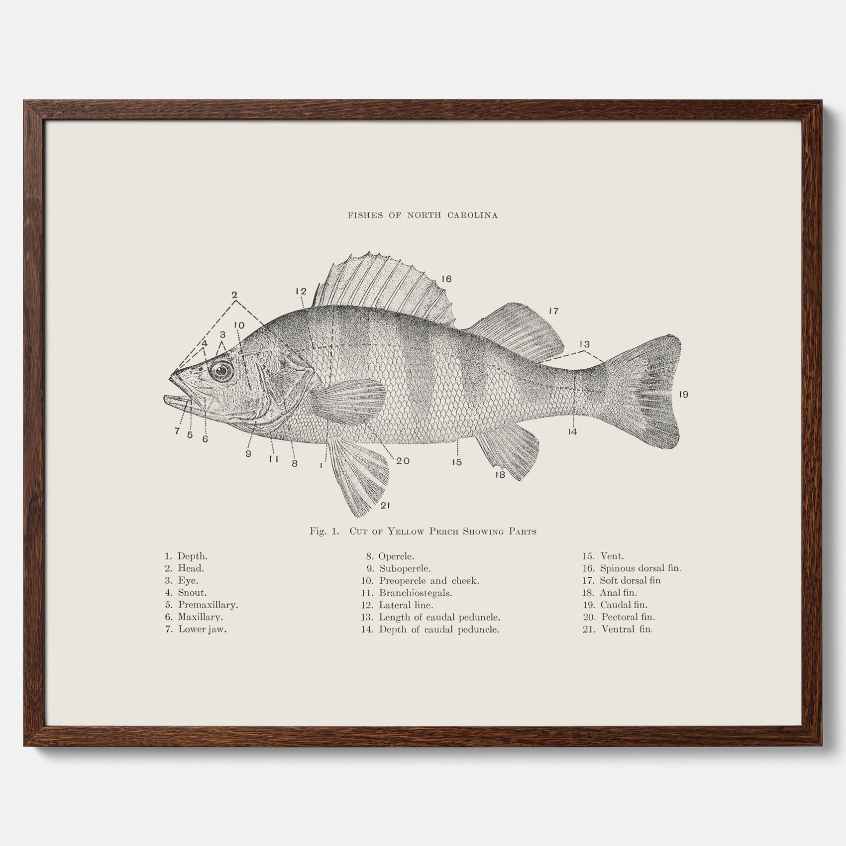 Abborre poster No.2 – Fiskposter – Plansch med fisk, kökstavla, köksposter, poster till kök