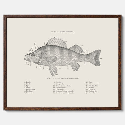 Abborre poster No.2 – Fiskposter – Plansch med fisk, kökstavla, köksposter, poster till kök