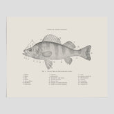 Abborre poster No.2 – Fiskposter – Plansch med fisk, kökstavla, köksposter, poster till kök