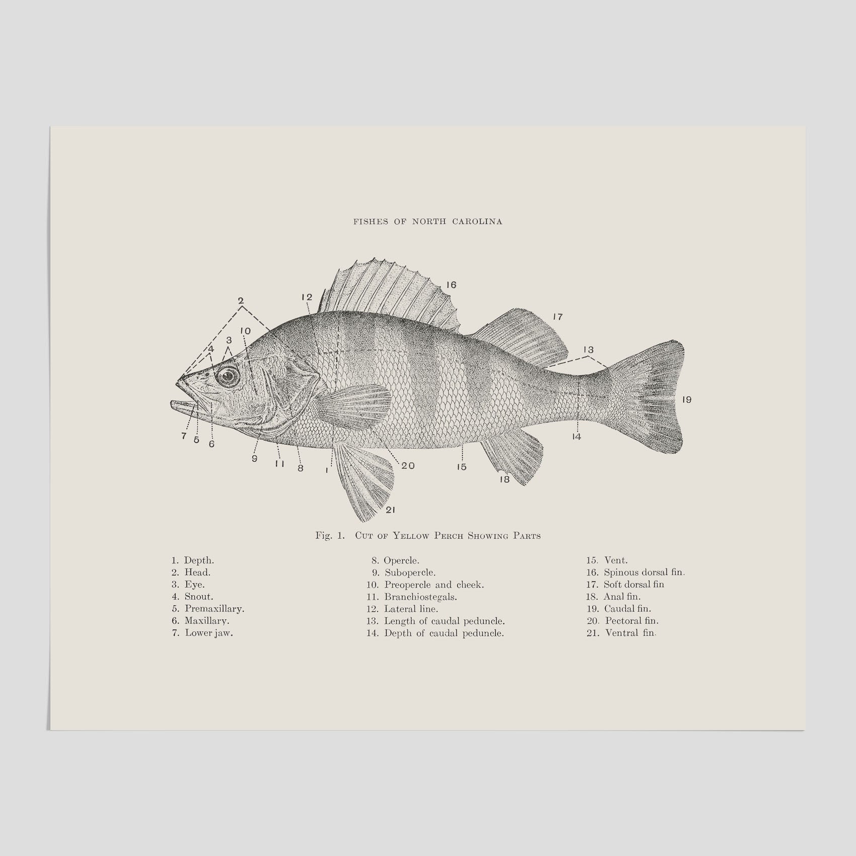 Abborre poster No.2 – Fiskposter – Plansch med fisk, kökstavla, köksposter, poster till kök