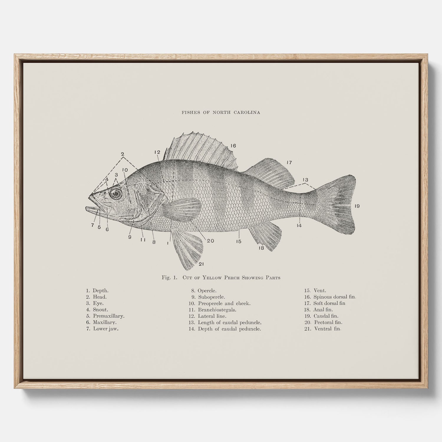 Canvas med Abborre poster No.2 – Fiskposter – Plansch med fisk, kökstavla, köksposter, poster till kök