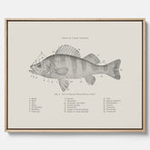 Canvas med Abborre poster No.2 – Fiskposter – Plansch med fisk, kökstavla, köksposter, poster till kök