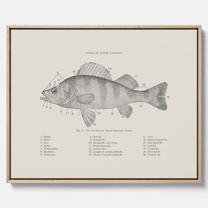 Canvas med Abborre poster No.2 – Fiskposter – Plansch med fisk, kökstavla, köksposter, poster till kök