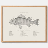 Abborre poster No.2 – Fiskposter – Plansch med fisk, kökstavla, köksposter, poster till kök