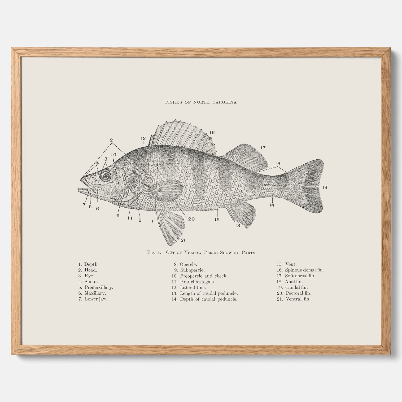 Abborre poster No.2 – Fiskposter – Plansch med fisk, kökstavla, köksposter, poster till kök