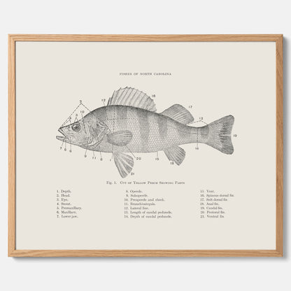 Abborre poster No.2 – Fiskposter – Plansch med fisk, kökstavla, köksposter, poster till kök