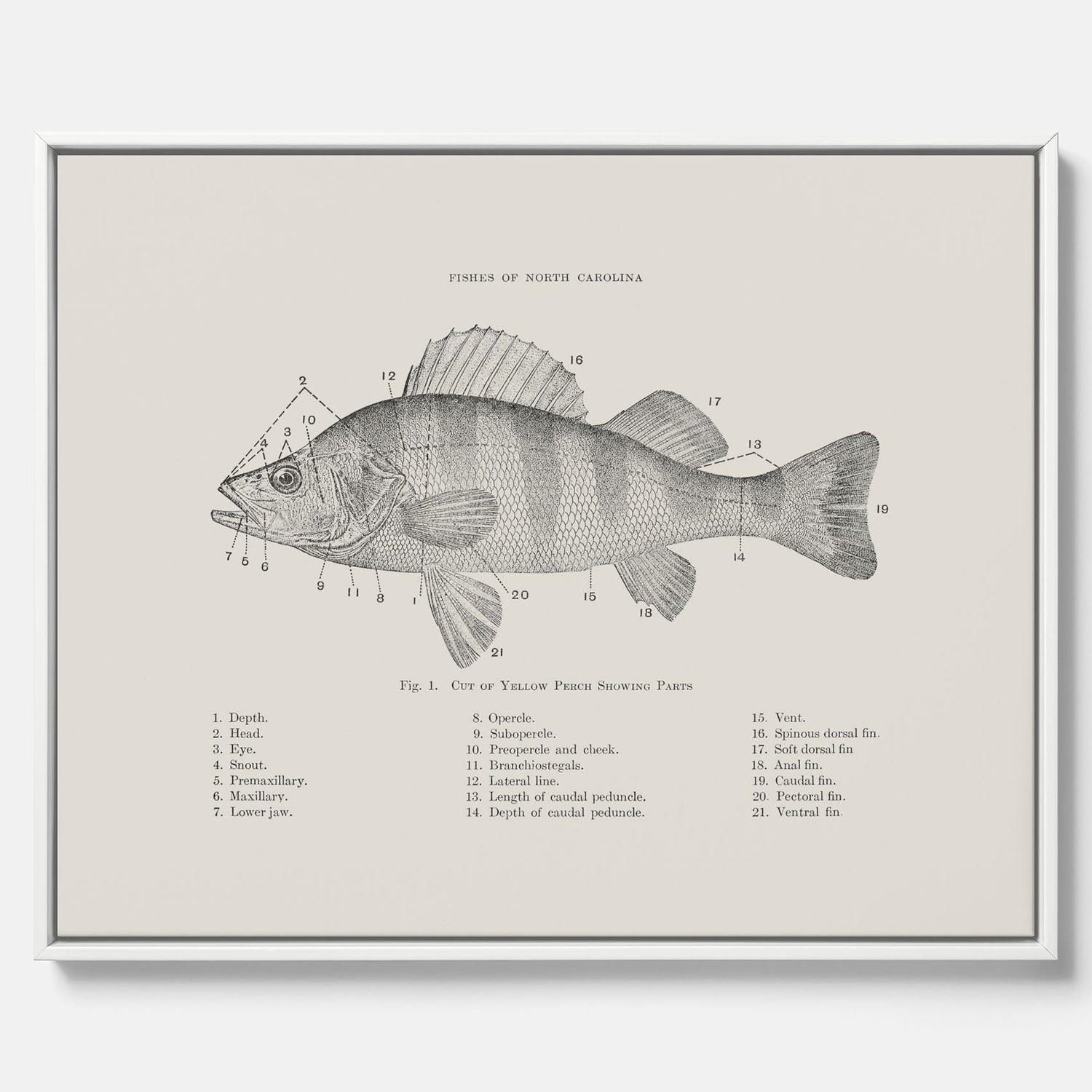 Canvas med Abborre poster No.2 – Fiskposter – Plansch med fisk, kökstavla, köksposter, poster till kök