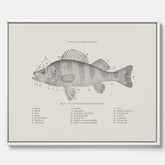 Canvas med Abborre poster No.2 – Fiskposter – Plansch med fisk, kökstavla, köksposter, poster till kök