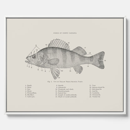 Canvas med Abborre poster No.2 – Fiskposter – Plansch med fisk, kökstavla, köksposter, poster till kök