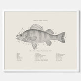 Abborre poster No.2 – Fiskposter – Plansch med fisk, kökstavla, köksposter, poster till kök