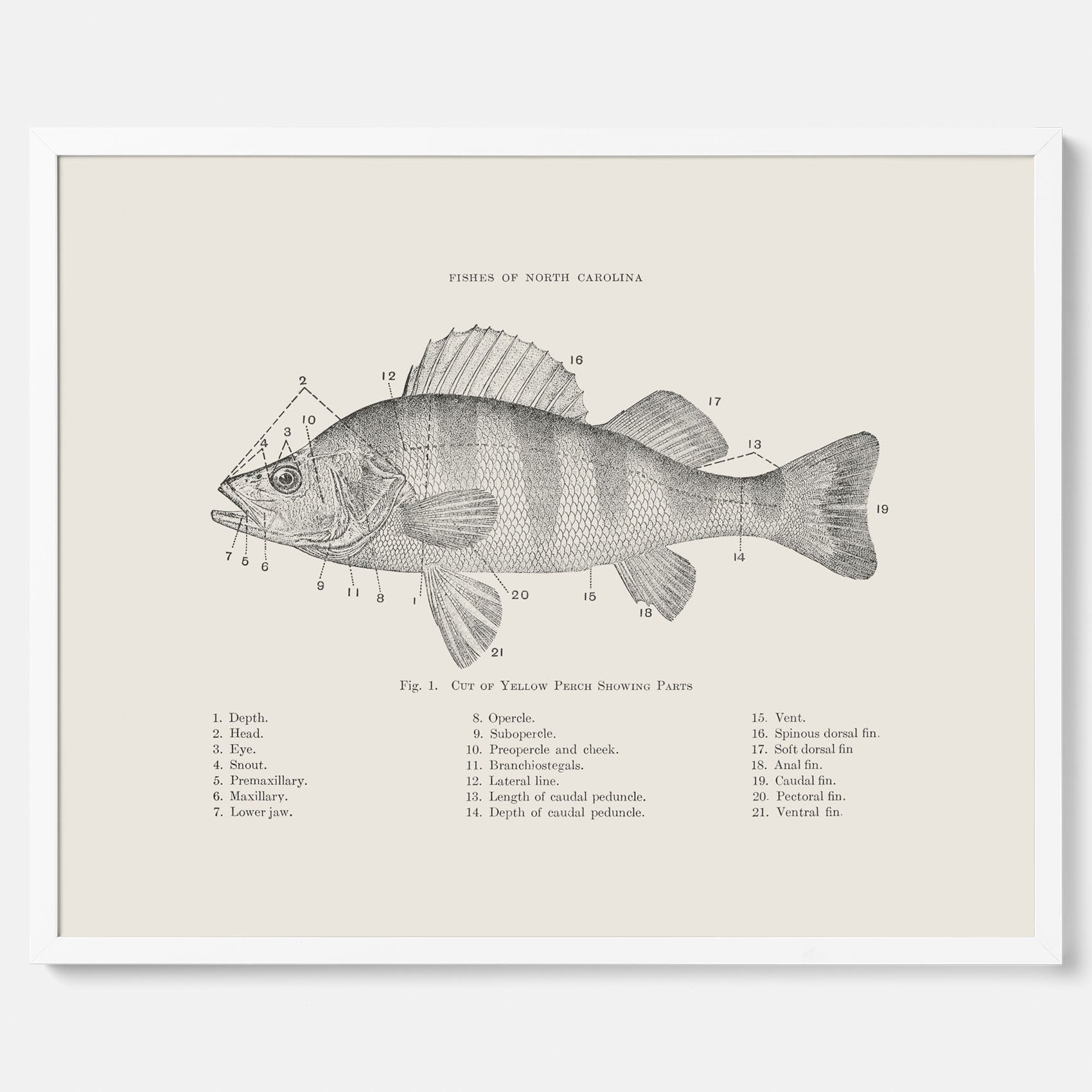 Abborre poster No.2 – Fiskposter – Plansch med fisk, kökstavla, köksposter, poster till kök