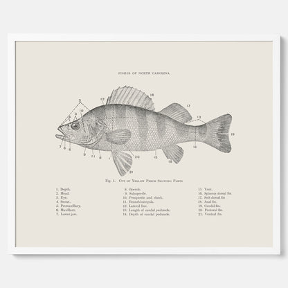 Abborre poster No.2 – Fiskposter – Plansch med fisk, kökstavla, köksposter, poster till kök