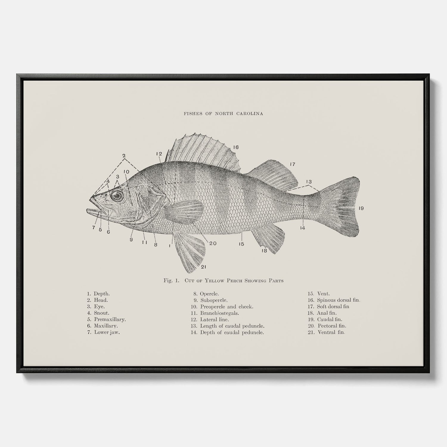 Canvas med Abborre poster No.2 – Fiskposter – Plansch med fisk, kökstavla, köksposter, poster till kök