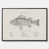 Canvas med Abborre poster No.2 – Fiskposter – Plansch med fisk, kökstavla, köksposter, poster till kök