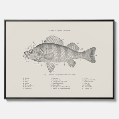 Canvas med Abborre poster No.2 – Fiskposter – Plansch med fisk, kökstavla, köksposter, poster till kök