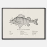 Abborre poster No.2 – Fiskposter – Plansch med fisk, kökstavla, köksposter, poster till kök