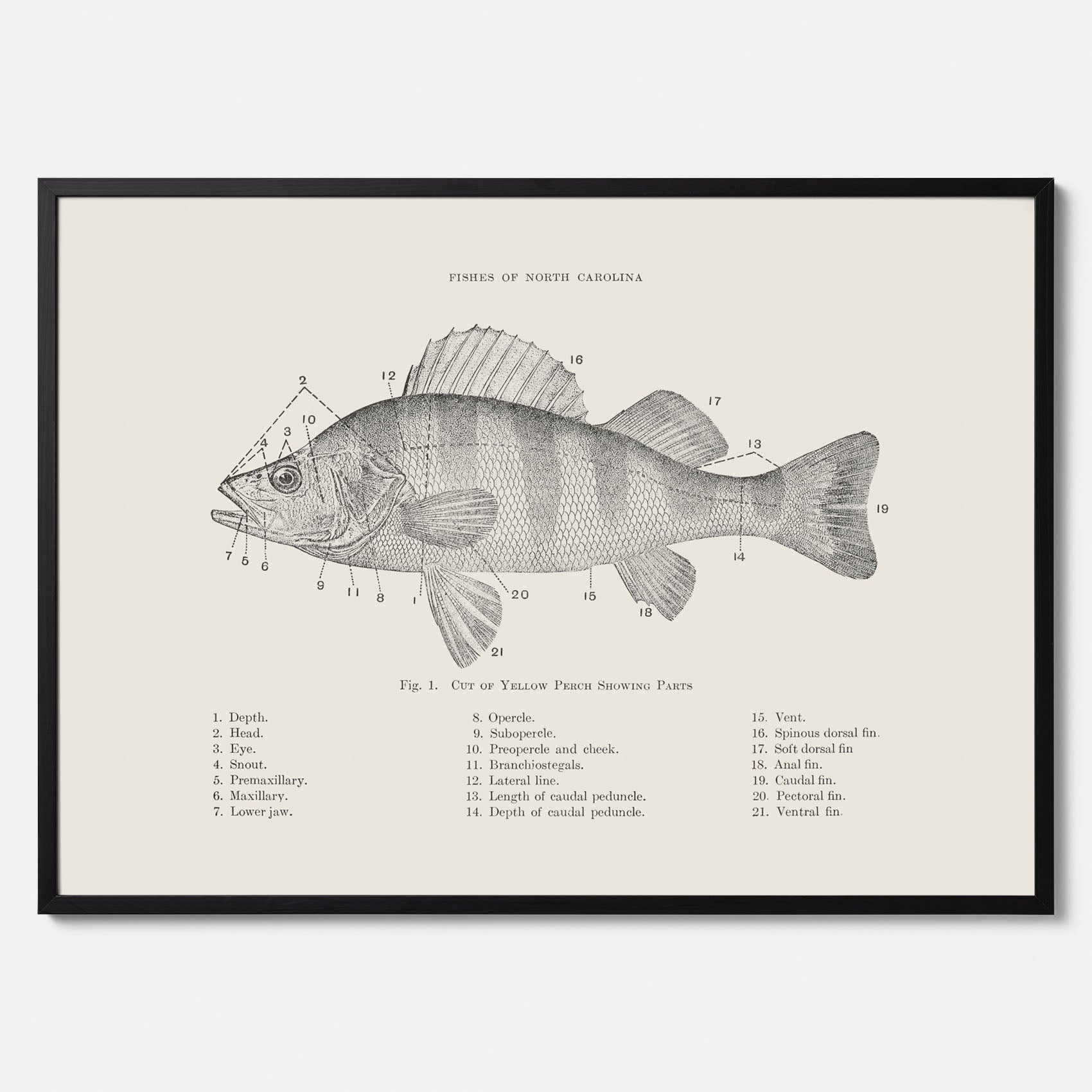 Abborre poster No.2 – Fiskposter – Plansch med fisk, kökstavla, köksposter, poster till kök