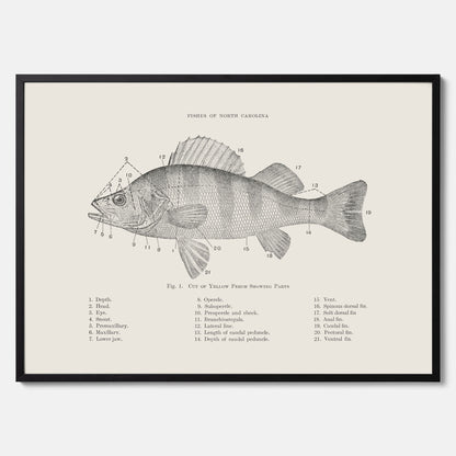 Abborre poster No.2 – Fiskposter – Plansch med fisk, kökstavla, köksposter, poster till kök