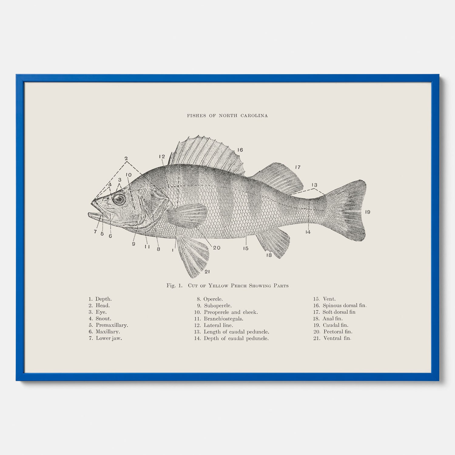 Abborre poster No.2 – Fiskposter – Plansch med fisk, kökstavla, köksposter, poster till kök