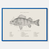 Abborre poster No.2 – Fiskposter – Plansch med fisk, kökstavla, köksposter, poster till kök