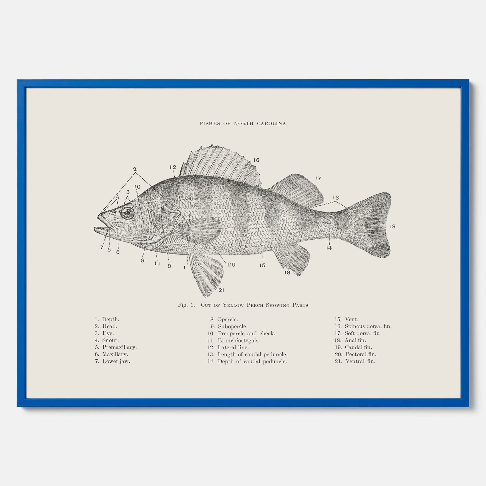 Abborre poster No.2 – Fiskposter – Plansch med fisk, kökstavla, köksposter, poster till kök