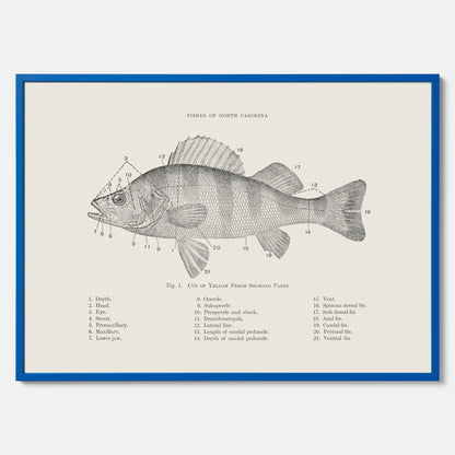 Abborre poster No.2 – Fiskposter – Plansch med fisk, kökstavla, köksposter, poster till kök