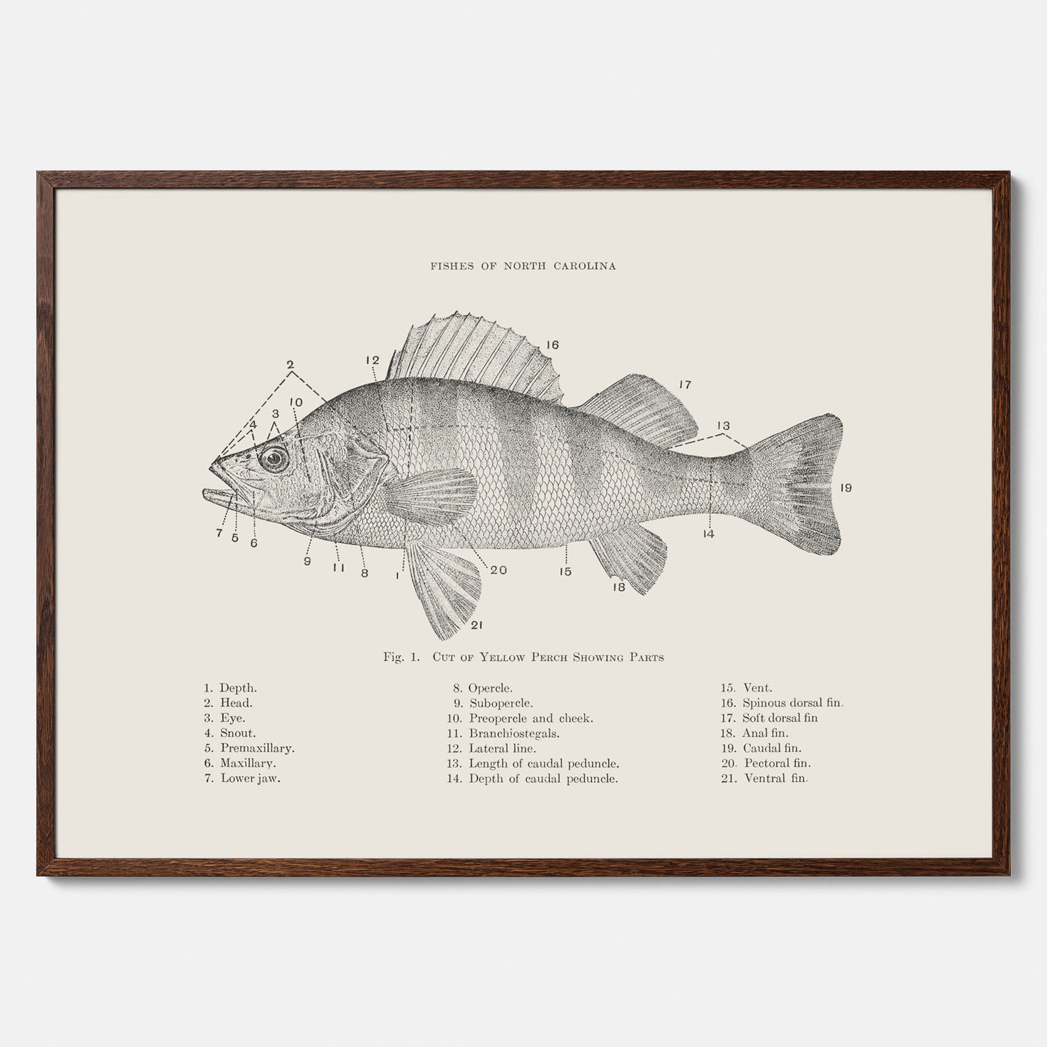 Abborre poster No.2 – Fiskposter – Plansch med fisk, kökstavla, köksposter, poster till kök