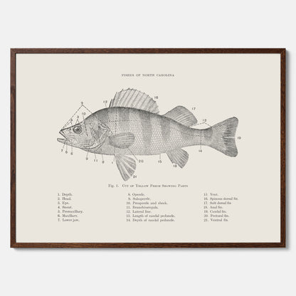 Abborre poster No.2 – Fiskposter – Plansch med fisk, kökstavla, köksposter, poster till kök