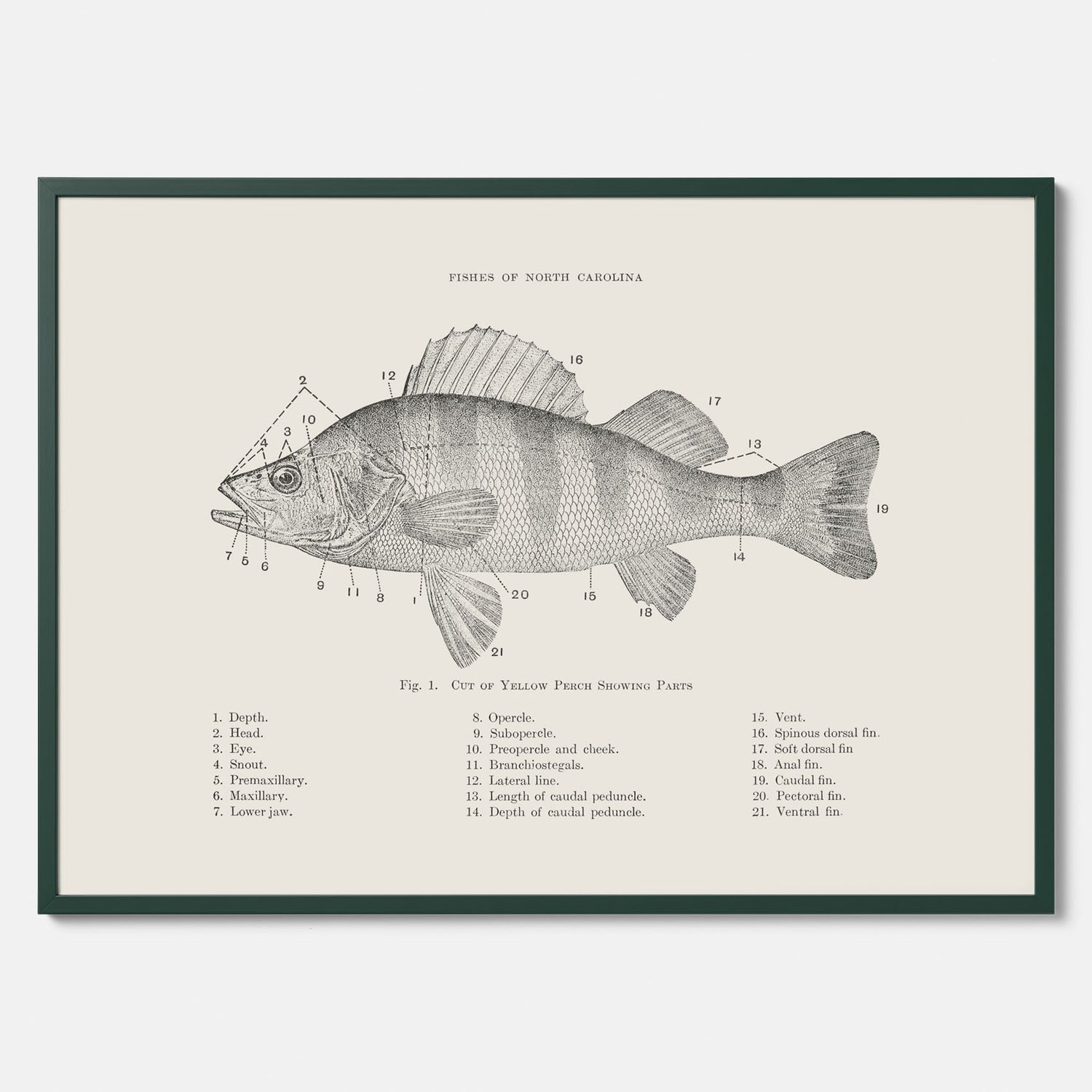 Abborre poster No.2 – Fiskposter – Plansch med fisk, kökstavla, köksposter, poster till kök