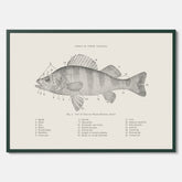 Abborre poster No.2 – Fiskposter – Plansch med fisk, kökstavla, köksposter, poster till kök