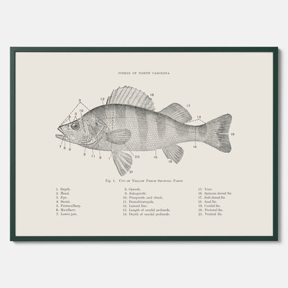 Abborre poster No.2 – Fiskposter – Plansch med fisk, kökstavla, köksposter, poster till kök
