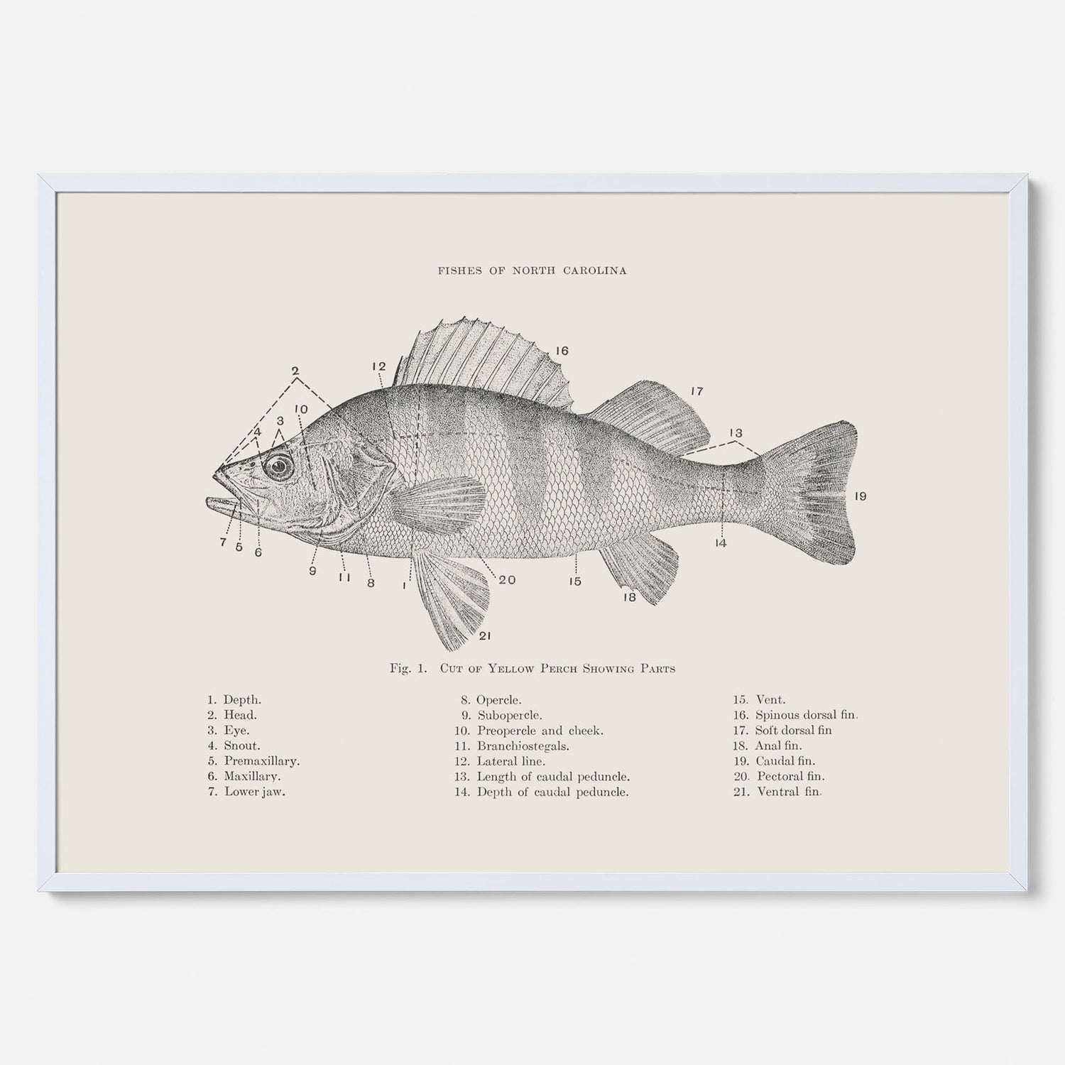 Abborre poster No.2 – Fiskposter – Plansch med fisk, kökstavla, köksposter, poster till kök