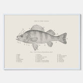Abborre poster No.2 – Fiskposter – Plansch med fisk, kökstavla, köksposter, poster till kök