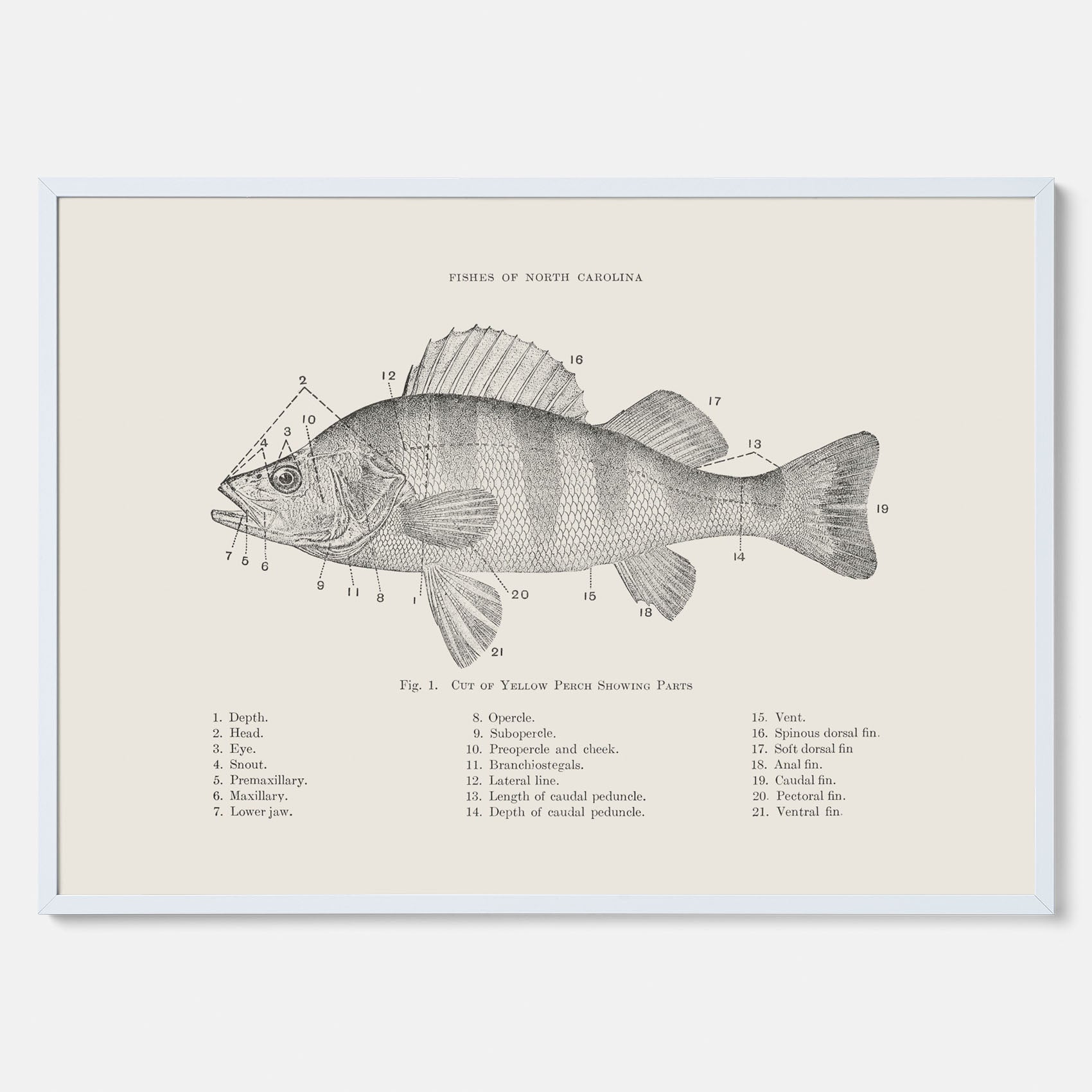 Abborre poster No.2 – Fiskposter – Plansch med fisk, kökstavla, köksposter, poster till kök