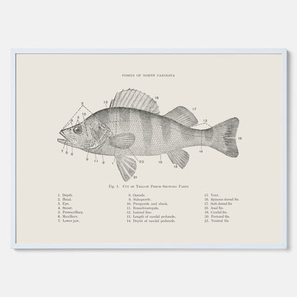 Abborre poster No.2 – Fiskposter – Plansch med fisk, kökstavla, köksposter, poster till kök