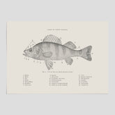 Abborre poster No.2 – Fiskposter – Plansch med fisk, kökstavla, köksposter, poster till kök
