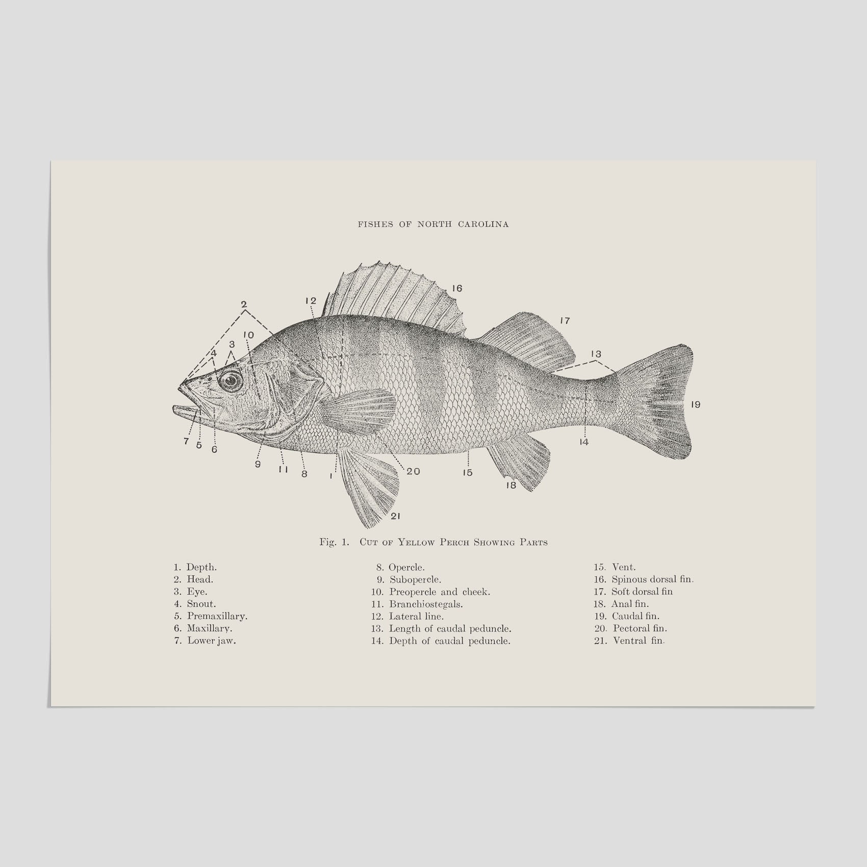 Abborre poster No.2 – Fiskposter – Plansch med fisk, kökstavla, köksposter, poster till kök